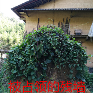 藤三七 土田七种子种苗四季常青盆栽爬藤观赏食用土田七新鲜叶子