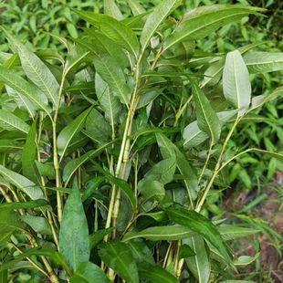 云南德宏特有香料 山茅野菜 香柳菜 芳香扑鼻 煮鱼火锅 冷链包邮