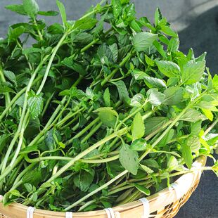 云南德宏特产野菜特产傣味调料新鲜蔬菜正宗香嫩水香菜凉拌500g