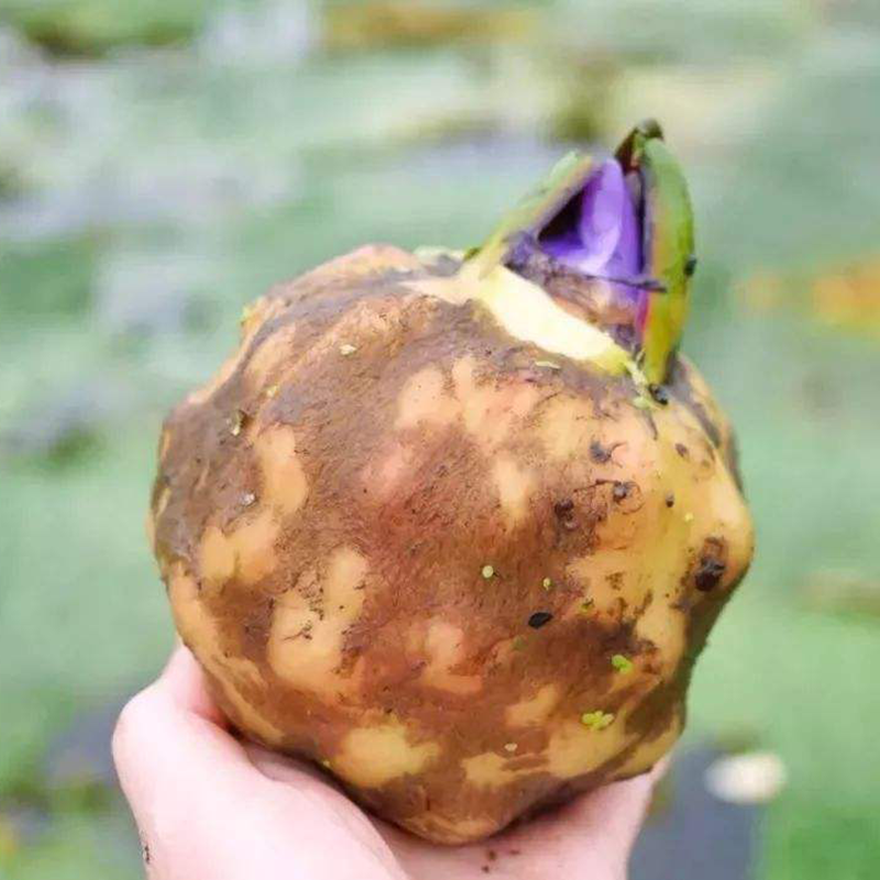 发顺丰2024新货正宗南塘特产苏州鸡头米新鲜芡实茨欠实手剥大颗粒