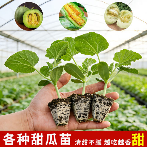 正品高产白甜瓜博洋九号甜瓜苗