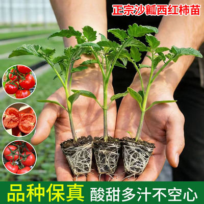 老品种口感番茄苗秧沙瓤西红柿苗