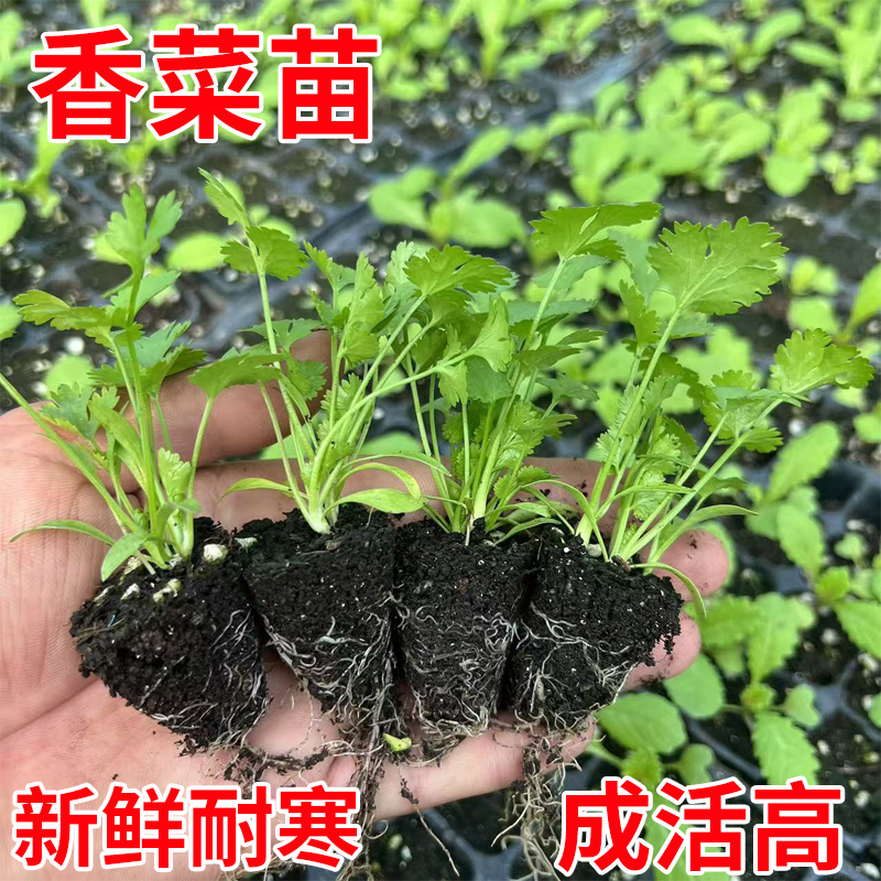 香菜带根苗老品种蔬菜苗
