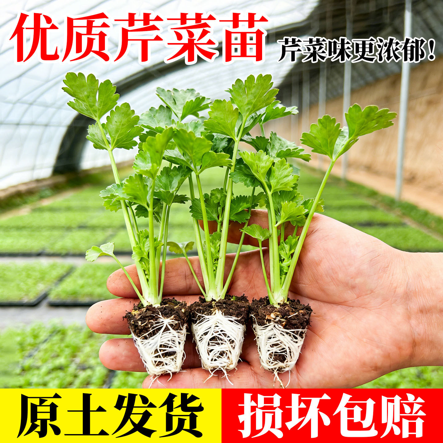芹菜苗四季小香芹蔬菜苗西芹苗芹菜秧苗芹菜根苗盆栽阳台种植包邮