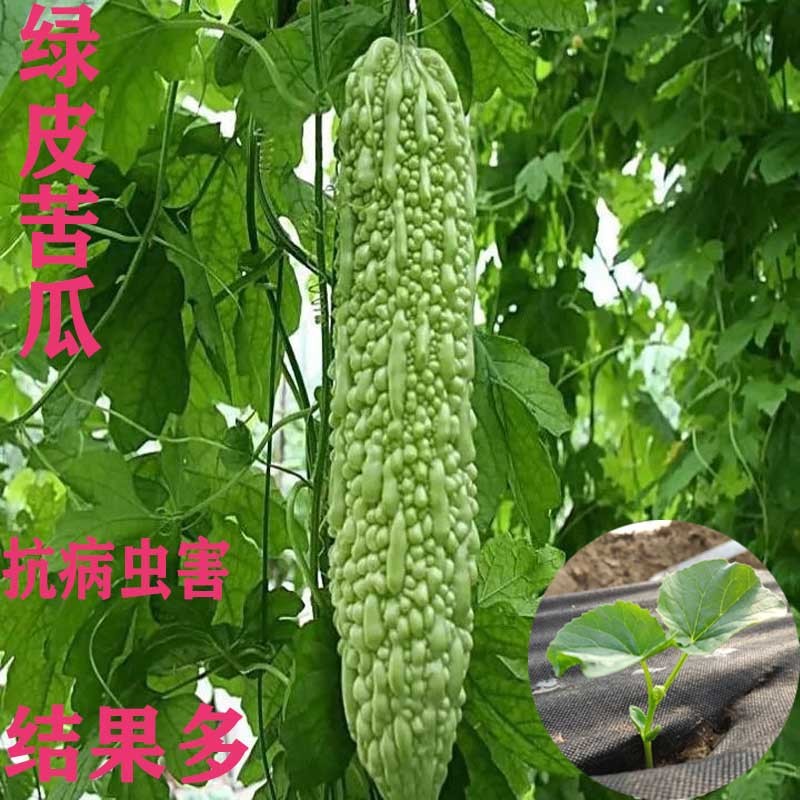 苦瓜苗秧苗本地苦瓜丝瓜苗苹果高产特大盆栽阳台庭院幼苗蔬菜苗