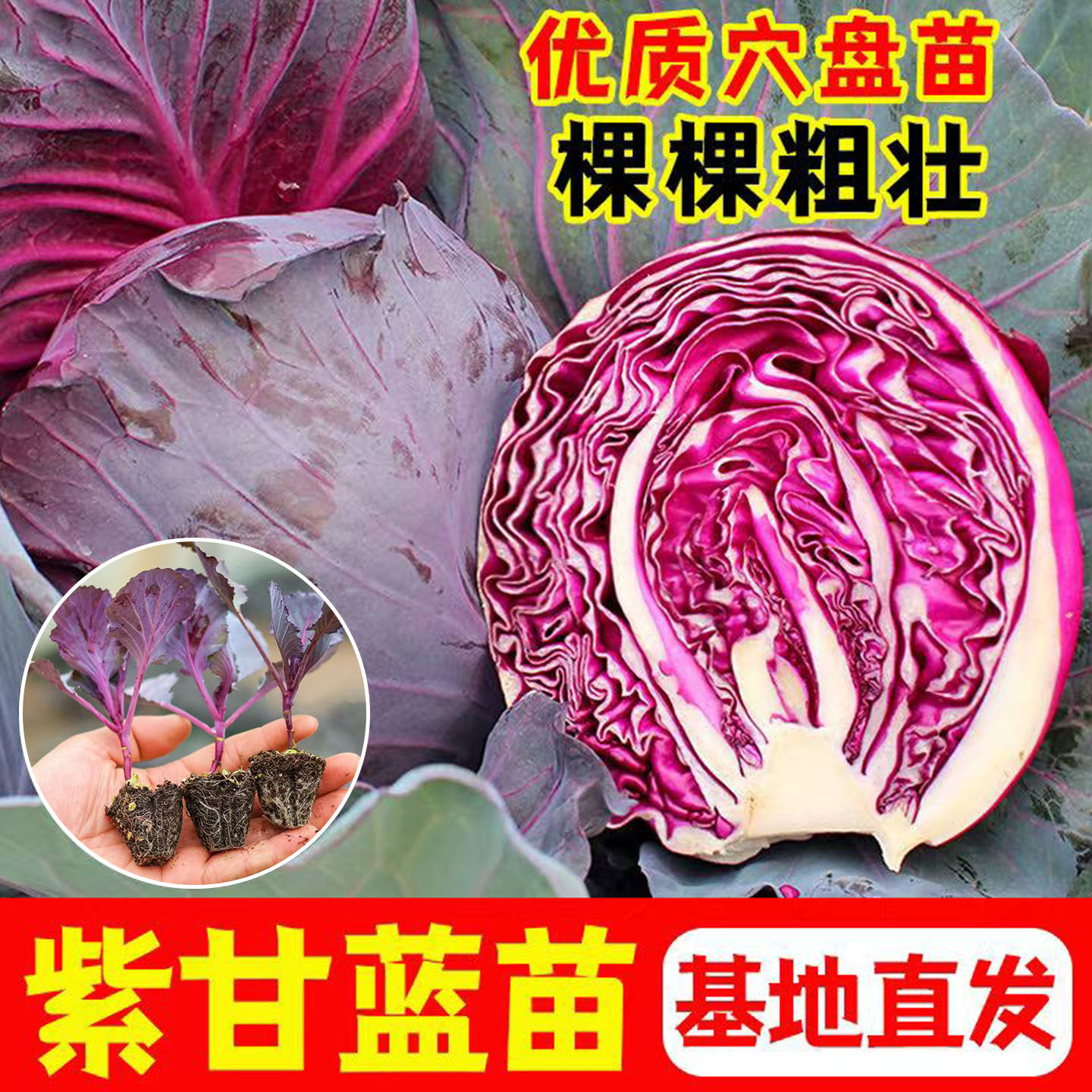 耐寒春秋紫甘蓝苗牛心绿甘蓝苗