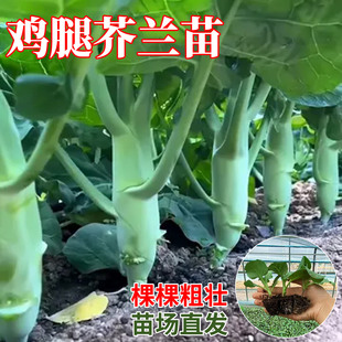 甜脆鸡腿芥兰秧苗扁甘兰菜苗粗条芥兰高产秋冬四季阳台盆栽蔬菜苗