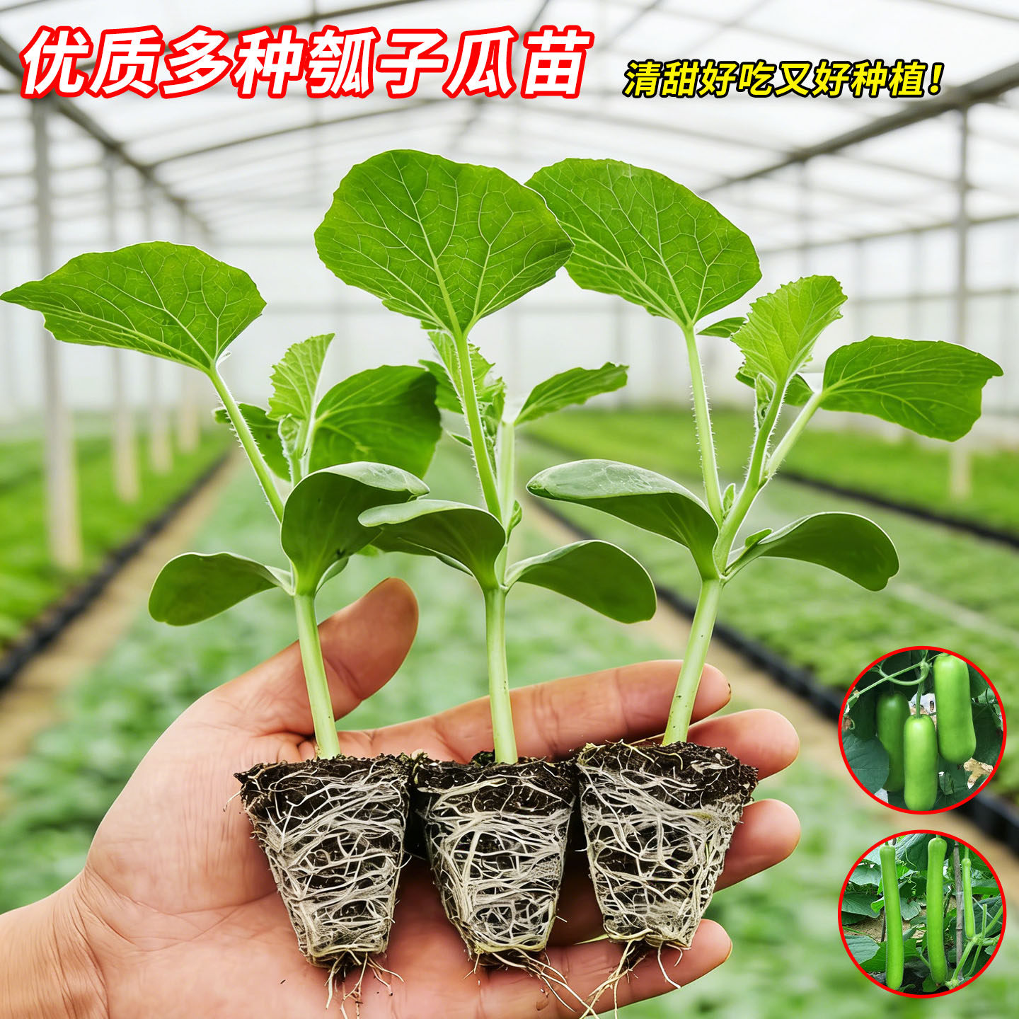 长瓠瓜菜葫芦苗子种子瓠瓜葫芦短棒甜瓠瓜瓠子瓜四季春季蔬菜种子