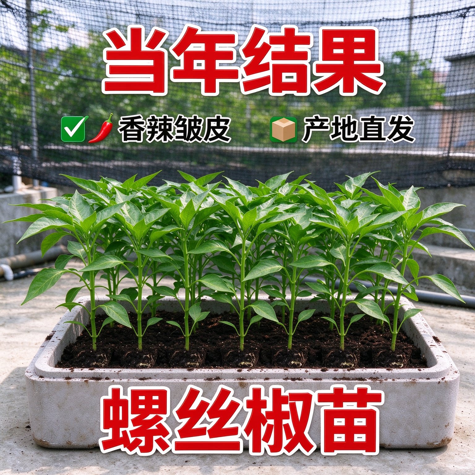 高产辣椒苗螺丝椒特辣朝天椒薄皮大青线椒甜椒苗各种番茄蔬菜苗