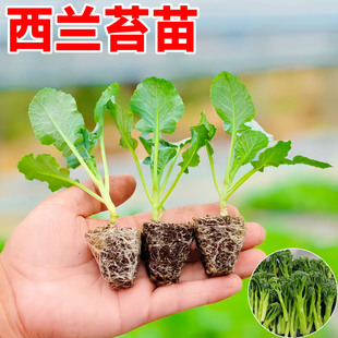 西兰苔秧苗菜心正品 蔬菜苗 高产西兰花盆西洋芥兰菜苔栽耐寒秋冬季