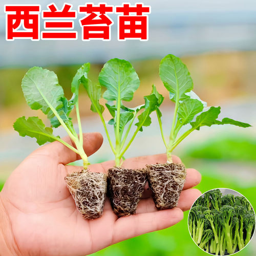 西兰苔苗耐寒秋冬蔬菜苗