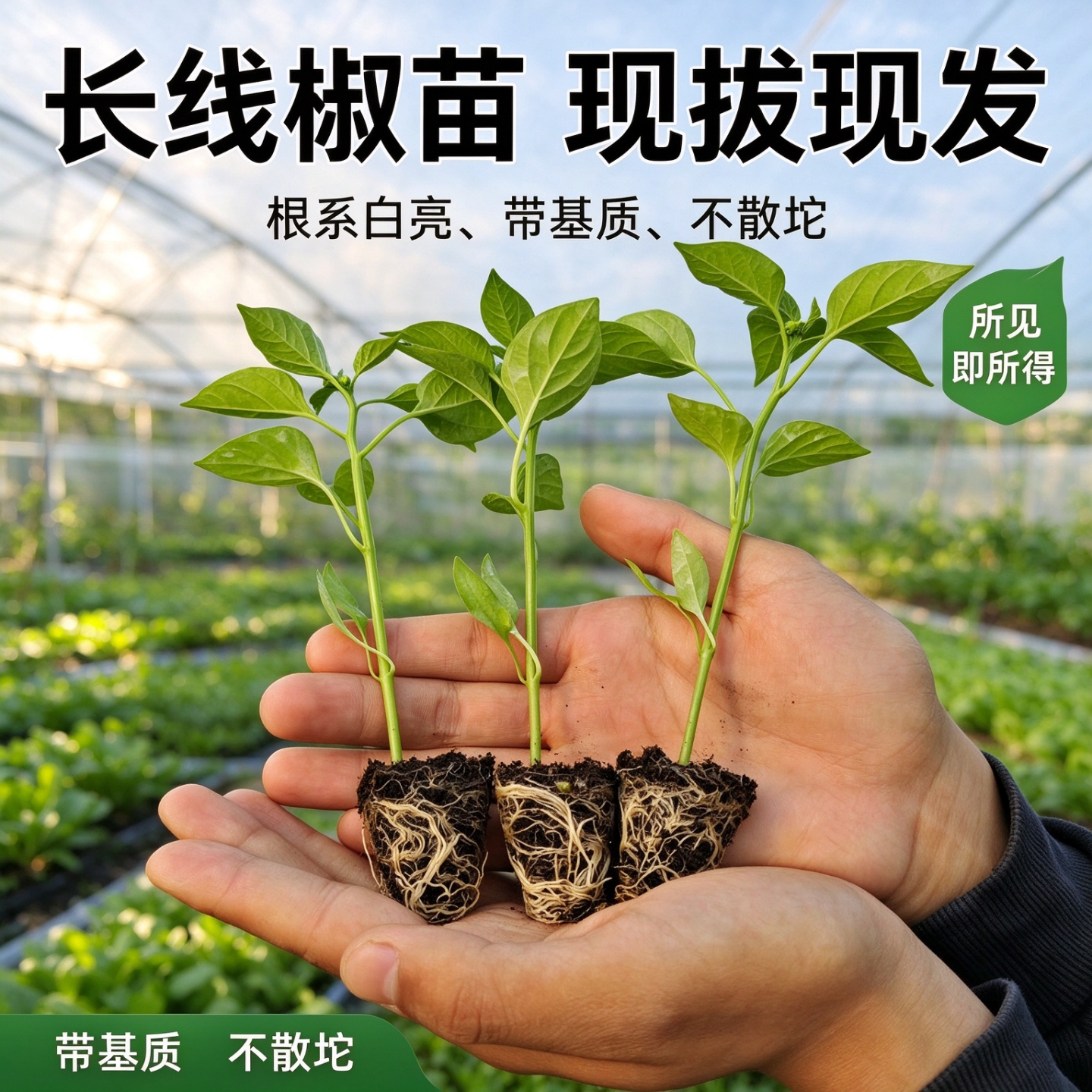 蔬菜苗长线辣椒茄子高产苗四季盆栽阳台西红柿苗幼苗番茄种苗秧苗
