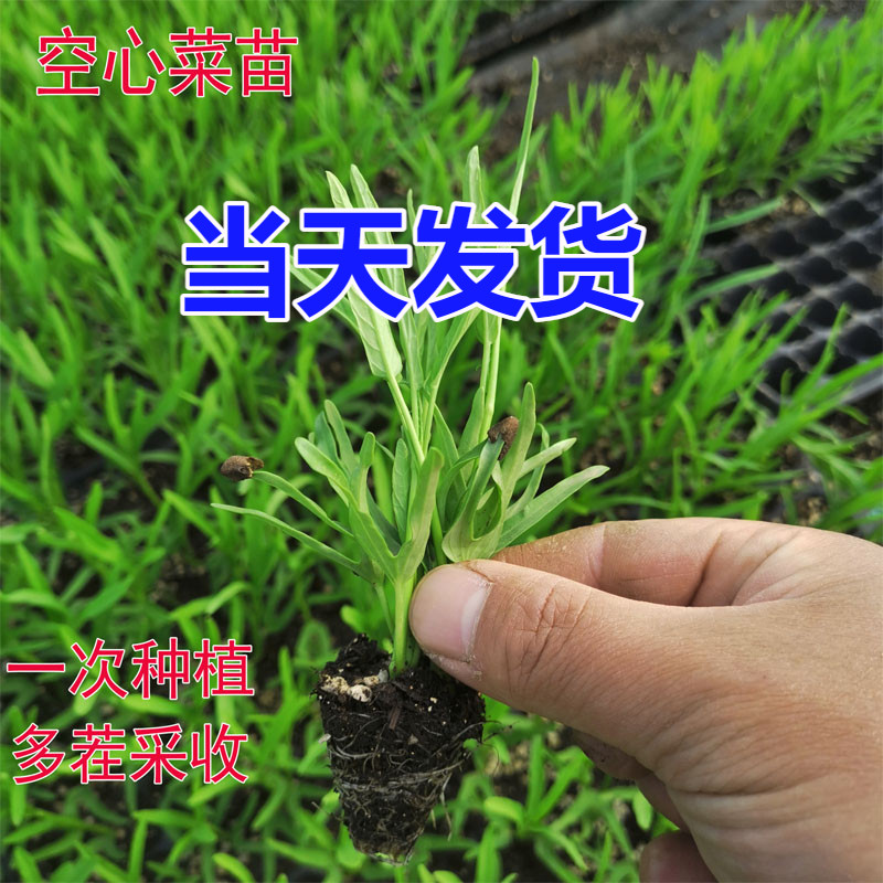 空心菜苗易成活一次种植多茬采收