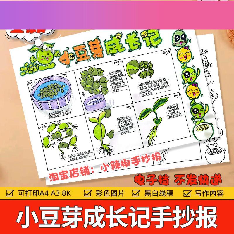 电子版小豆芽成长记手抄报电子模板植物生长观察日记小学生记录表