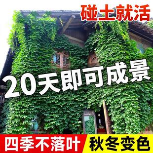爬山虎树苗爬藤植物四季常青不落叶爬墙虎种子好养绿植花卉园盆栽