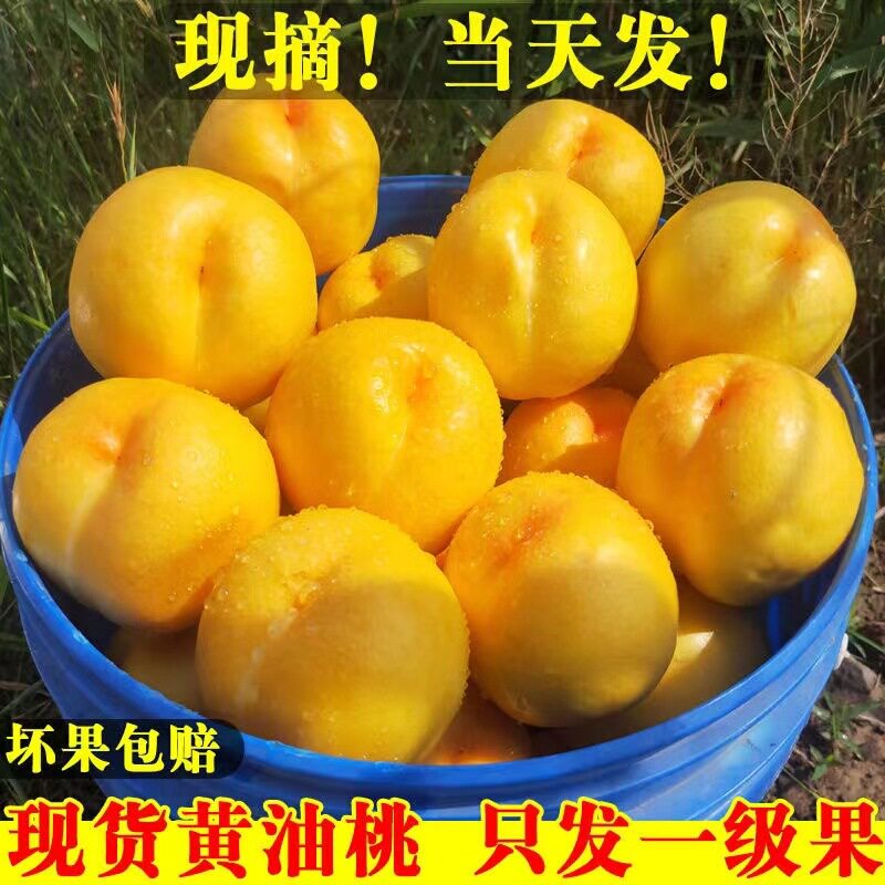 现摘山东黄油桃孕妇水果黄金油桃新鲜应季时令黄肉脆甜无毛整箱5J