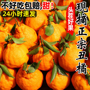 四川新鲜橘子应季桔子粑粑干当季水果精品孕妇沃柑金桔小青桔9斤