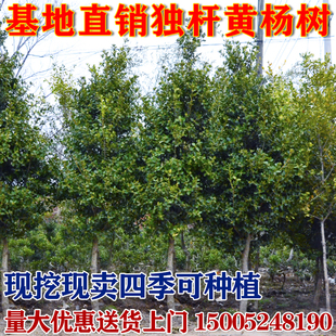 小叶黄杨树苗独杆黄杨苗 盆栽瓜子黄杨苗 高杆黄杨盆景树桩素材苗