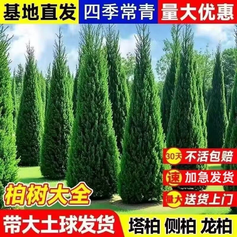 柏树树苗 塔柏 扁柏松柏侧柏树苗圆柏松树宝塔松龙柏苗绿化四季青