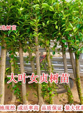 大叶女贞树苗大树高杆大叶女贞小苗庭院绿化南北方种植四季常青