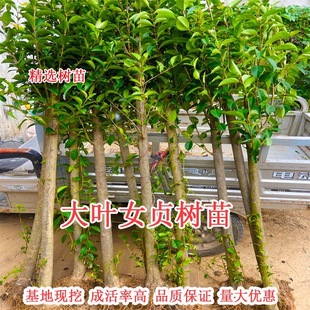 大叶女贞树苗大树高杆大叶女贞小苗庭院绿化南北方种植四季常青