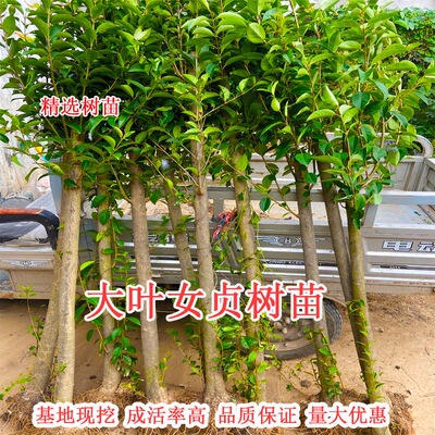 大叶女贞树苗大树高杆大叶女贞小苗庭院绿化南北方种植四季常青