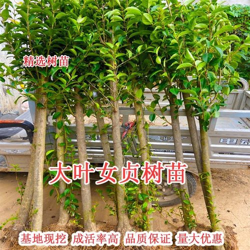 大叶女贞树苗大树高杆大叶女贞小苗庭院绿化南北方种植四季常青