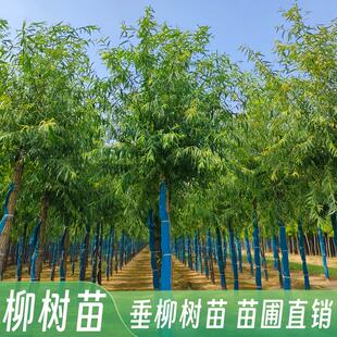 垂柳树苗黄金柳树苗庭院绿化大风景树行道树金丝垂柳苗速生柳树苗