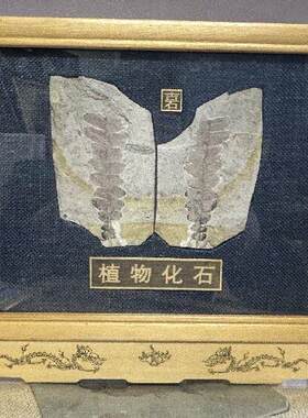 特价冲量辽西古生物鱼化石狼鳍鱼化石朝阳原板热河生物群