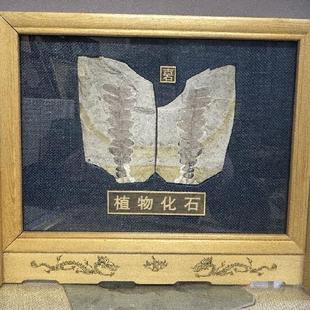 特价冲量辽西古生物鱼化石狼鳍鱼化石朝阳原板热河生物群