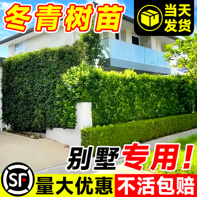 冬青树苗法国直立绿篱笆