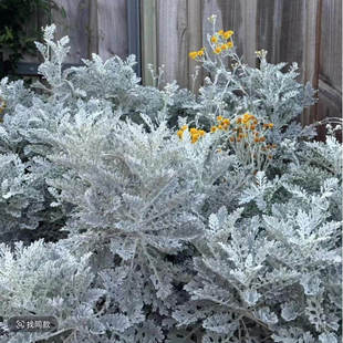 银叶粉花矢车菊盆栽银叶菊银羽阳台庭院花镜植物菊科银色系花卉