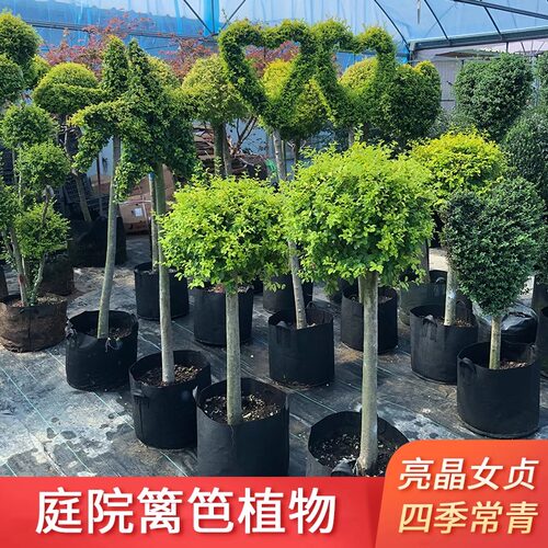 亮晶女贞棒棒糖川滇蜡树小叶亮金造型树老桩花园设计搭配花镜植物