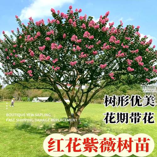 丛生紫薇花树苗老桩庭院别墅盆栽地栽耐寒耐冻花卉植物造型风景树