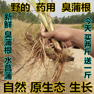 沂蒙山中药材野菖蒲水菖蒲白菖蒲现挖新鲜臭蒲根也有香蒲根
