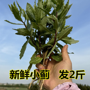 2026新鲜野生小蓟自然生长新鲜七七芽刺儿芽野菜农村土特产中药材