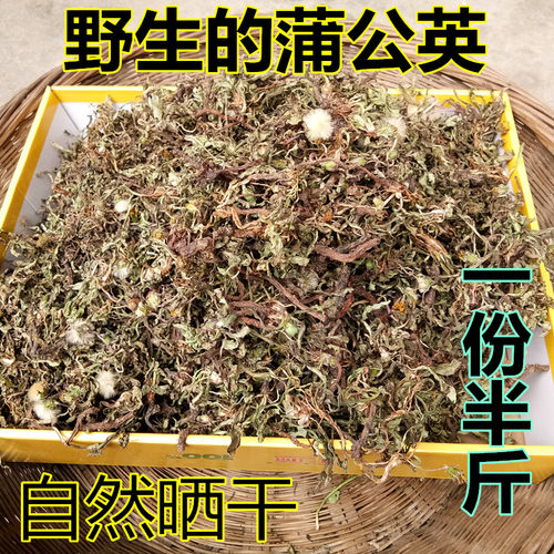 野生蒲公英新鲜蒲公英