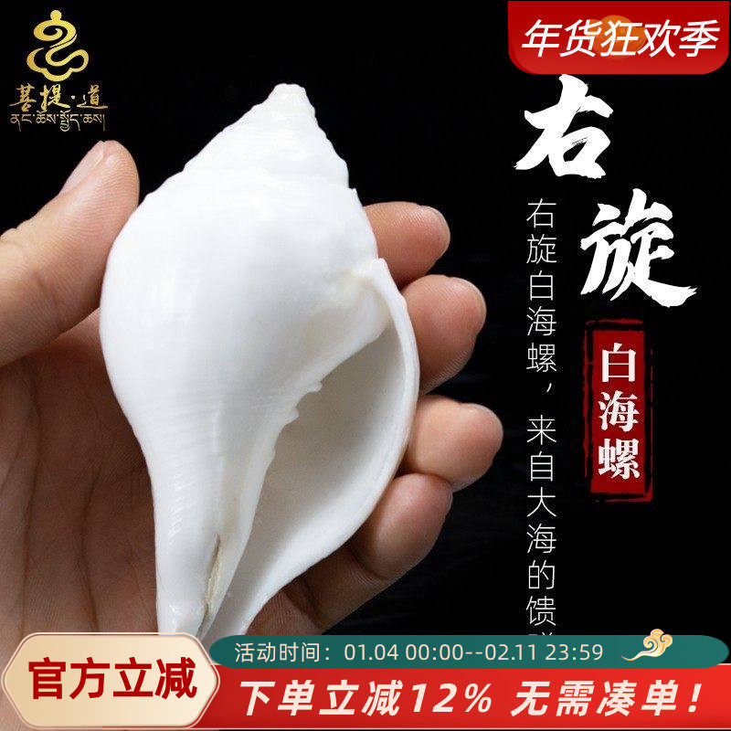 右旋白海螺供佛尼泊尔藏传摆件佛堂八供供佛小海螺修行法器法螺,家居饰品,海螺/贝壳/珊瑚,淘宝优惠券,粉丝福利购,淘宝优惠卷