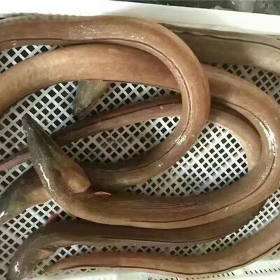 野生土龙正宗海鳗鱼骨鳗鱼波露豆齿蛇鳗食蟹豆齿鳗东山岛天然海鲜