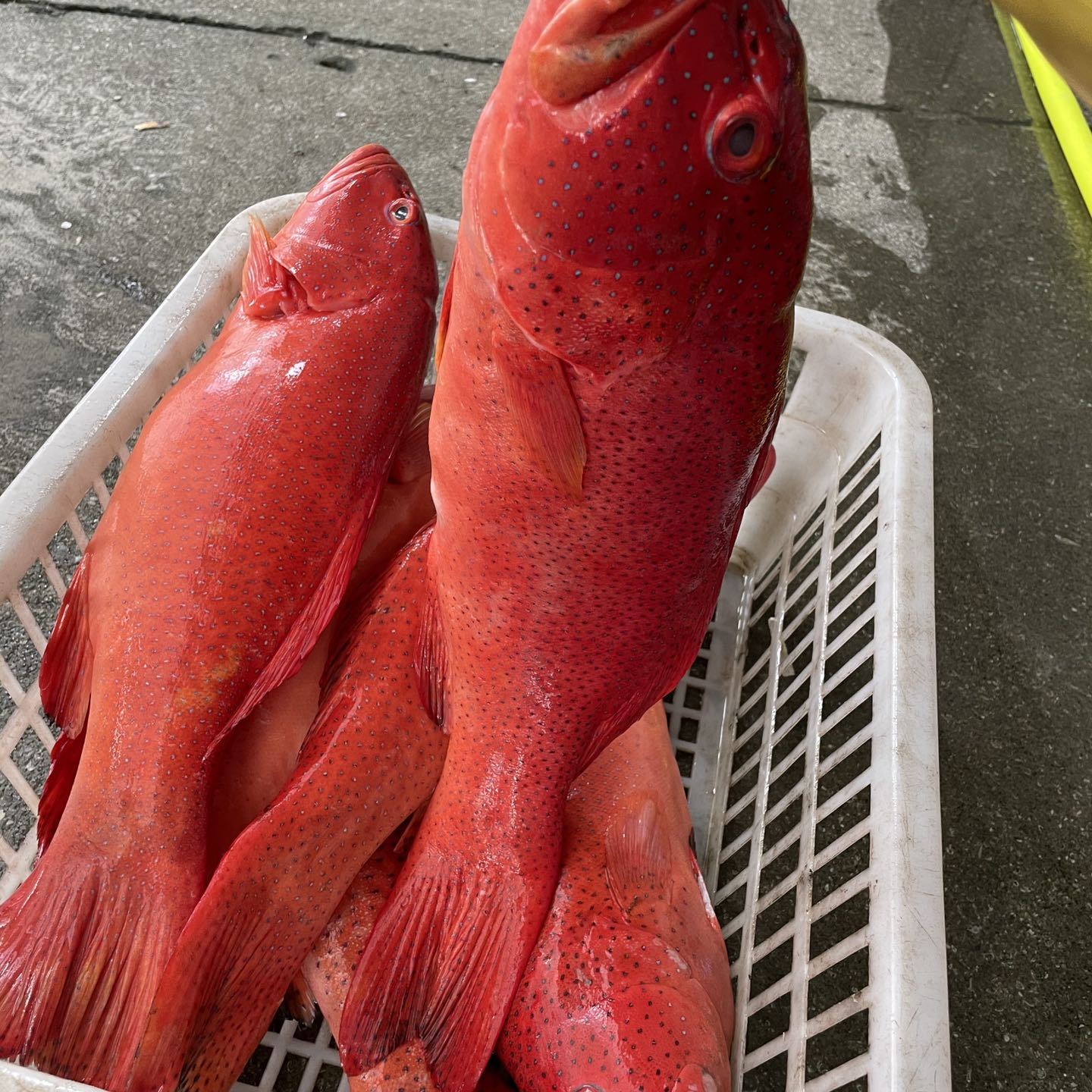 东星斑鲜活冷冻新鲜红石斑冰鲜燕尾斑龙胆石斑鱼东山岛海鲜水产