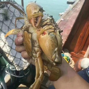 东山岛鲜活特大红鲟红膏鲟蟹青蟹野梭子蟹膏蟹