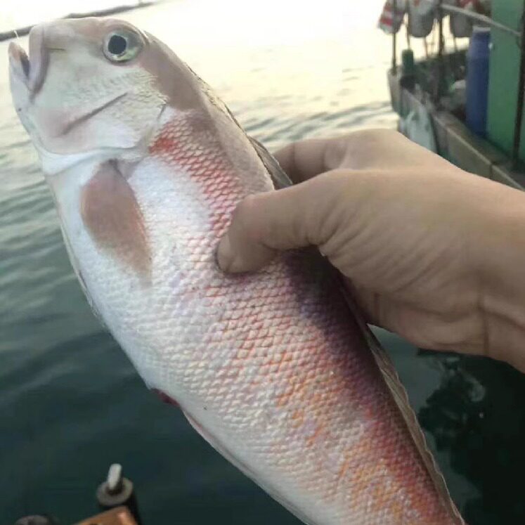 鲜外鲜斧头鱼新鲜马头鱼甘鲷东山岛海鲜深海冷冻方头鱼海鲜水产