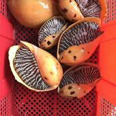 东山岛海鲜海捕野生黄螺 大黄螺大瓜螺大红螺鲜活响螺油螺椰子螺