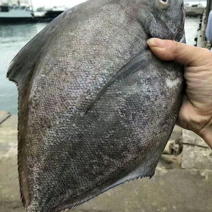 灰鲳鱼乌鲳鱼大黑鲳鱼新鲜冷冻深海鱼东山岛海鲜水产野生捕捞乌鲳