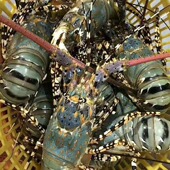 大青龙虾鲜活冷冻澳洲龙虾锦绣大花龙虾奥龙虾大红龙虾东山岛海鲜