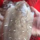 东山岛新鲜海鲜野生大墨鱼鲜活大墨鱼干八爪鱼乌贼目鱼墨斗鱼水产