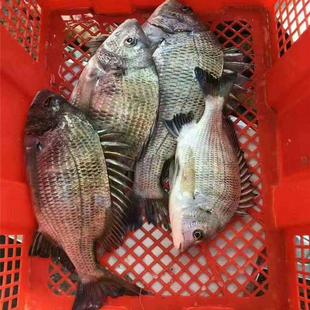 东山岛海鲜海钓黑翅鱼黑格飞格天然黑鲷鱼黑鳍鲷海鲫鱼灰鳍鲷真鲷