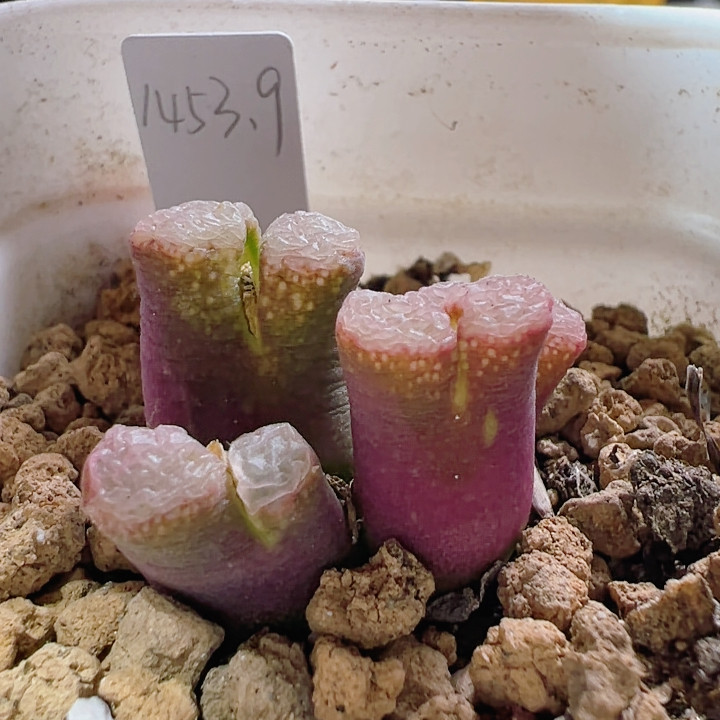 805可拍1453.9粉樱风铃,鲜花速递/花卉仿真/绿植园艺,多肉植物,淘宝优惠券,粉丝福利购,淘宝优惠卷