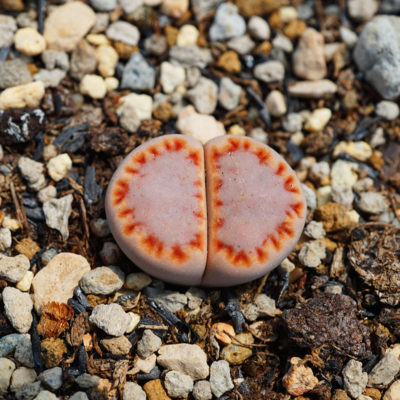 饼干C216三年补丁边线一物一拍生石花多肉植物肉出没园艺