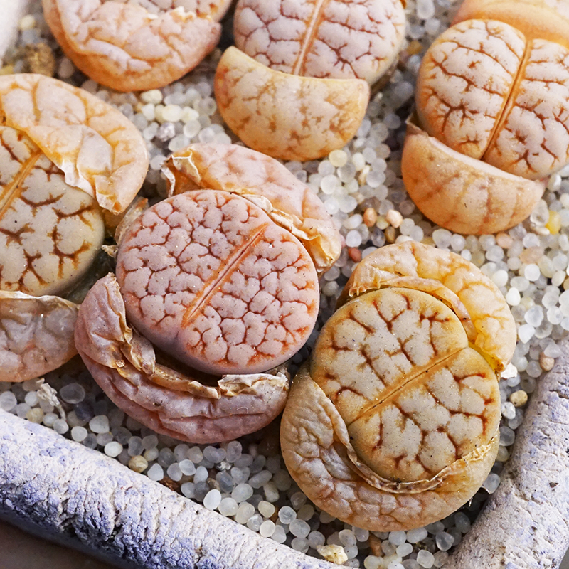 荒玉c367睫毛纹奶多肉植物生石花